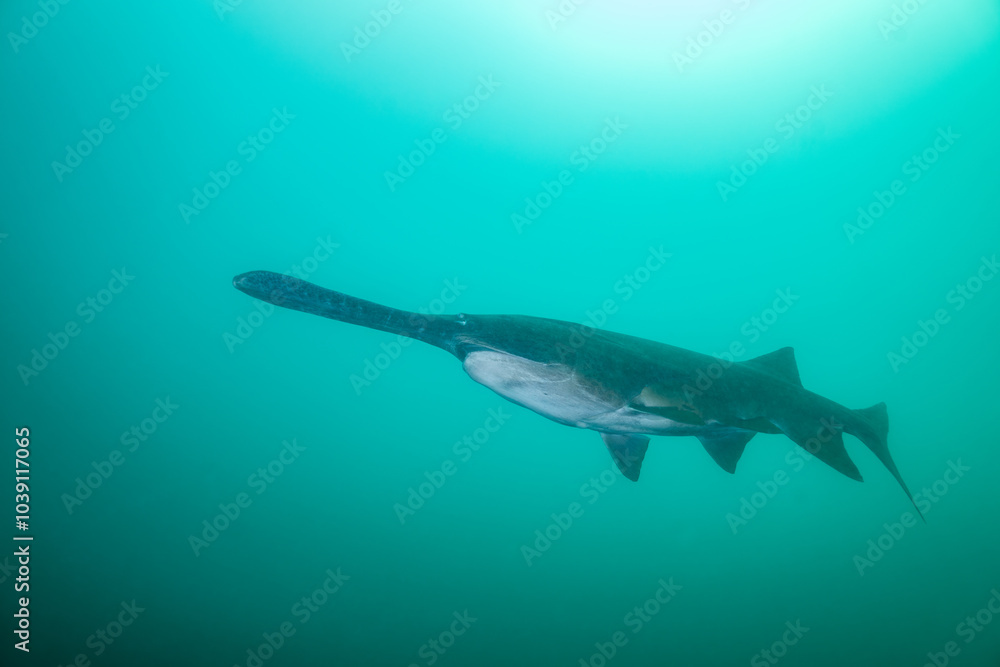 Fototapeta premium American paddlefish swimming in clear blue lake