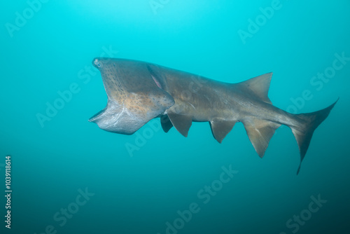 American paddlefish with missing rostrumm feeding on plankton photo