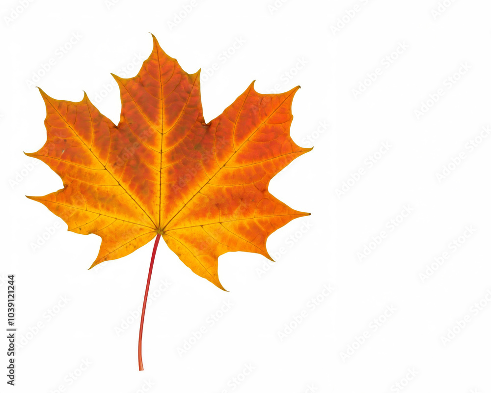 Ein einzelnes, orangefarbenes Ahornblatt mit feinen Adern auf weißem Hintergrund mit freiem Platz für Text. Das Blatt symbolisiert Herbst und Natur. Generative KI Ein einzelnes, orangefarbenes Ahornblatt mit feinen Adern auf weißem Hintergrund mit freiem Platz für Text. Das Blatt symbolisiert Herbst und Natur. Generative KI