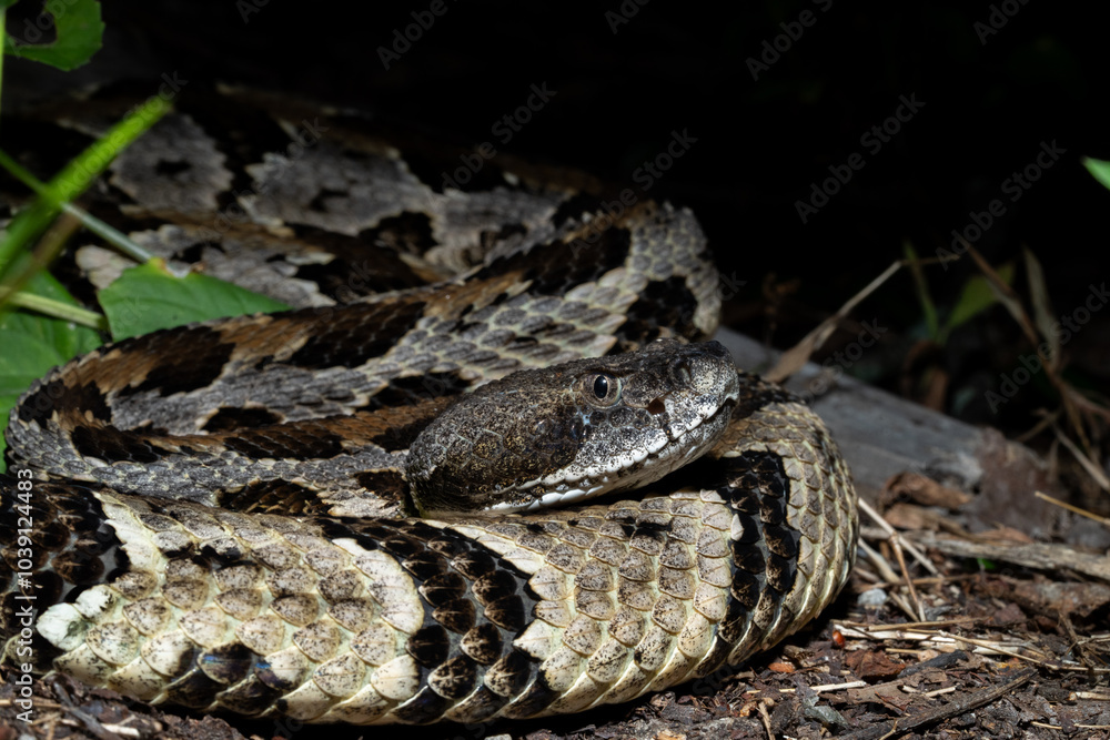 Timber rattlesnake laying to wait in ambush Timber rattlesnake laying to wait in ambush