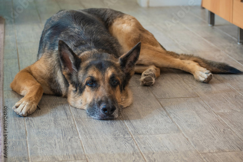 German Shepherd Dog Laying Down