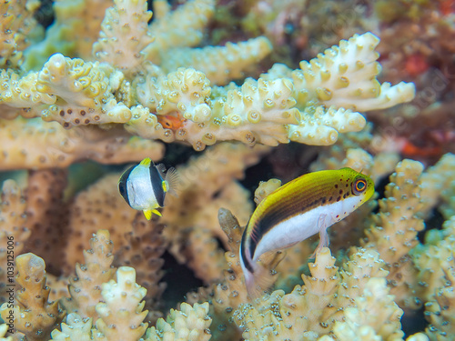 美しいテーブルサンゴとホシゴンベ（ゴンベ科）、ヤリカタギ（チョウチョウウオ科）の幼魚他の群れ。
英名、学名：Blackside hawkfish (Paracirrhites forsteri)
Chevron Butterflyfish (Chaetodon trifascialis)
Table coral, Acropora Solitaryensis,
賀茂郡南伊豆町中木ヒリゾ浜-2024 photo