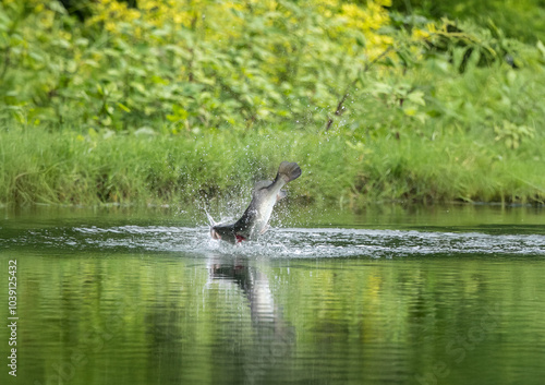 Asian sea bass or Barramundi game fishing for lure