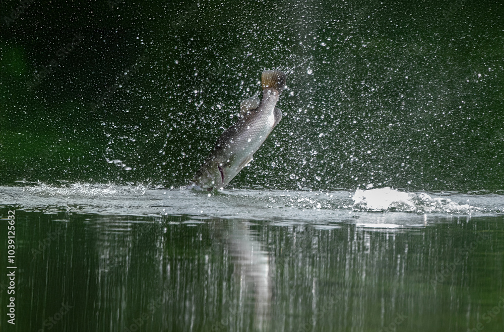 Fototapeta premium Asian sea bass or Barramundi game fishing for lure