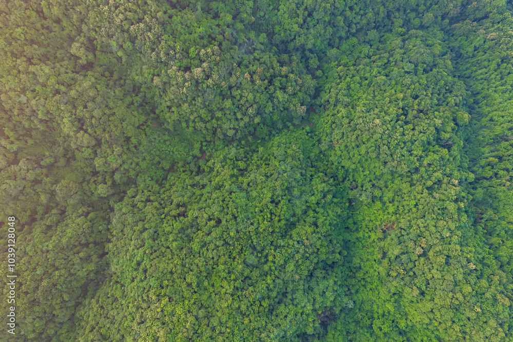 Beautiful aerial view of green forest and nature rainy season. Beautiful aerial view of green forest and nature rainy season.