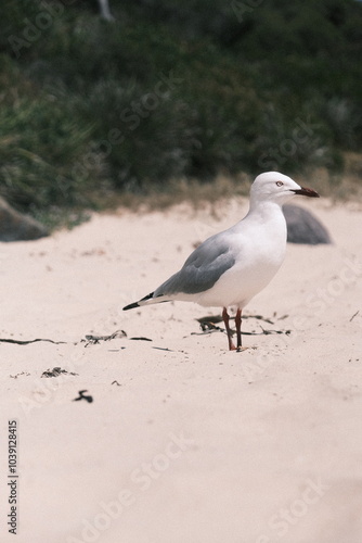 seagull on the beachl photo