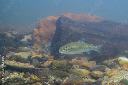 Rainbow trout in a rocky river photo