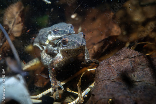 Spring peepers breeding in vernal pool