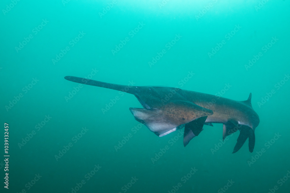 Fototapeta premium American paddlefish starting to open mouth