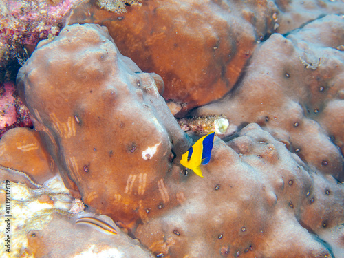 可愛いソメワケヤッコ（キンチャクダイ科）の幼魚他。
英名、学名：Bicolor angelfish (Centropyge bicolor) 
静岡県伊豆半島賀茂郡南伊豆町中木ヒリゾ浜-2024年
 photo