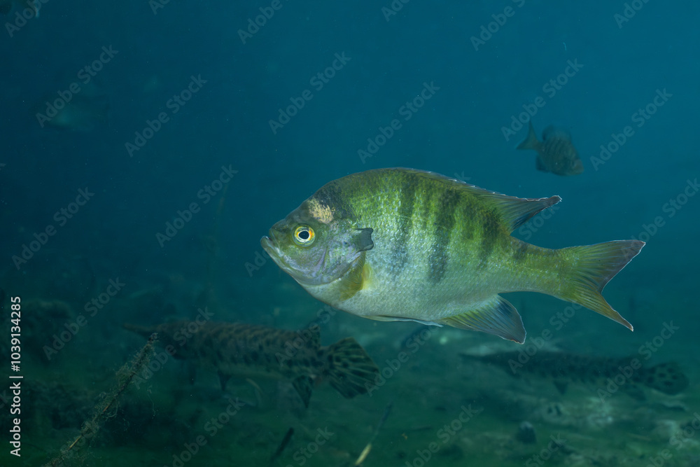 Florida Springs bluegill in crystal clear water Florida Springs bluegill in crystal clear water