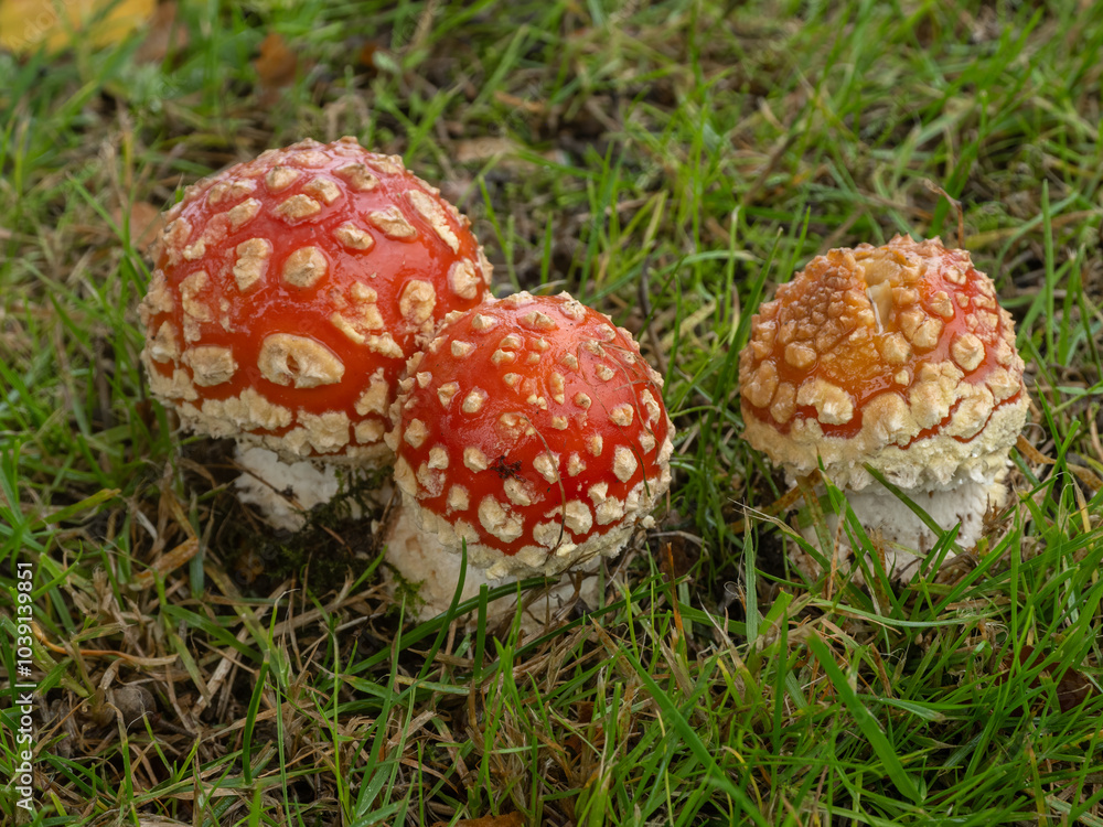 PA190518 a group of newly emerged fly agaric mushrooms, Amanita muscaria, cECP 2024 PA190518 a group of newly emerged fly agaric mushrooms, Amanita muscaria, cECP 2024
