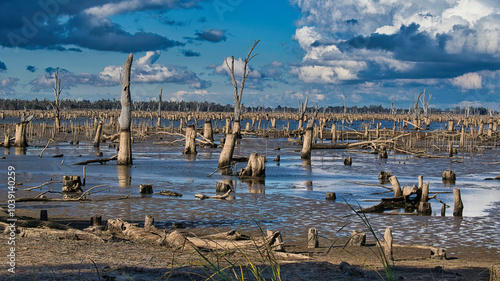 Serene dead trees standing in the tranquil waters of Lake Mulwala photo