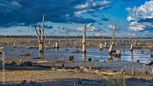 The stark tree graveyard of trees at Lake Mulwala under a cloudy sky photo