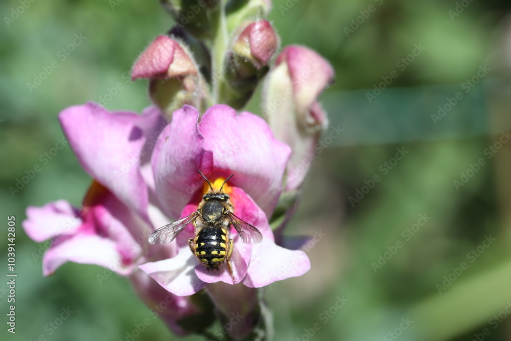 bee collecting nectar from the flower bee collecting nectar from the flower