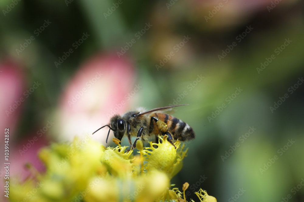 bee in the garden collecting pollen from lavender, rue, lilium flowers bee in the garden collecting pollen from lavender, rue, lilium flowers