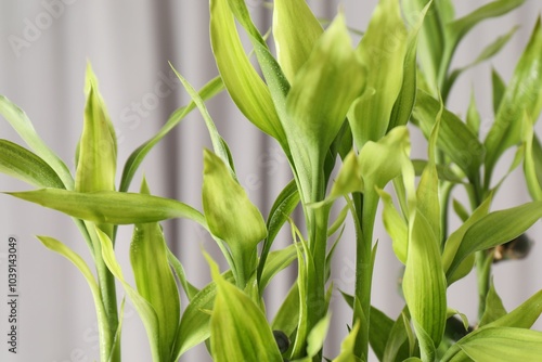 Beautiful decorative green bamboo plant indoors, closeup