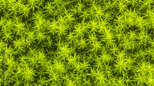 Green moss texture background close up photo, nature, plant