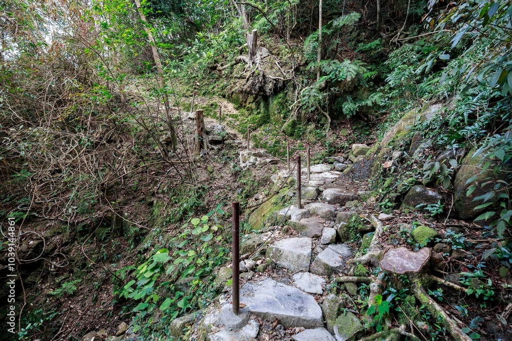 A Winding Forest Path: A Stone Stairway Leading into the Green A Winding Forest Path: A Stone Stairway Leading into the Green