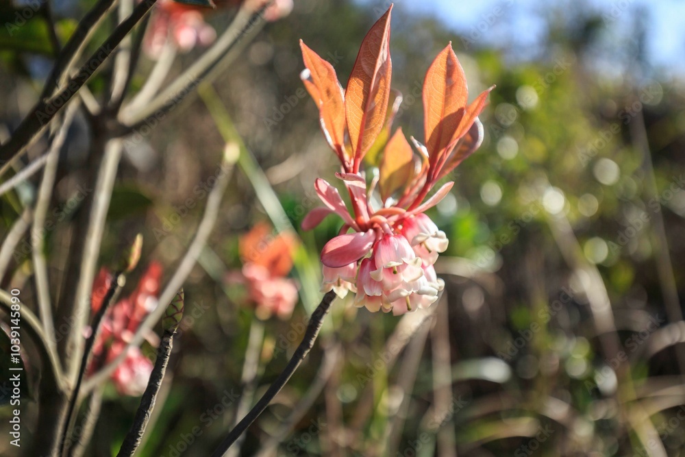 Delicate Pink Blossoms of the Chinese New Year Flower Delicate Pink Blossoms of the Chinese New Year Flower