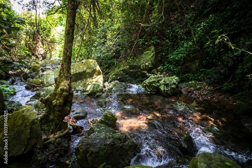 Serene Forest Stream Flowing Through Lush Greenery