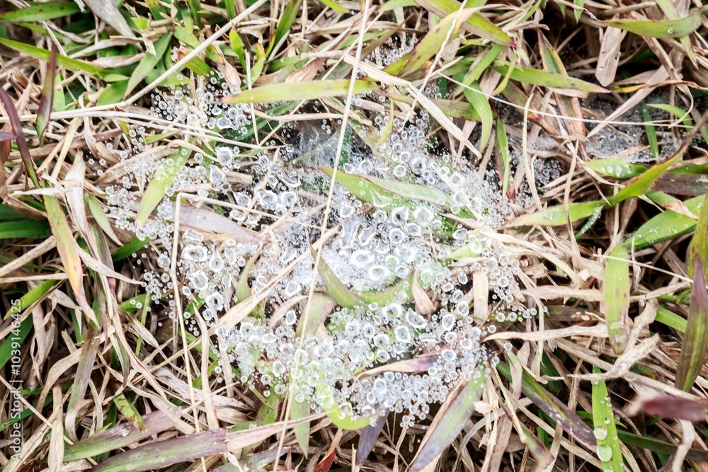 Fototapeta premium Dew-Covered Spider Web on Grass in Morning Light
