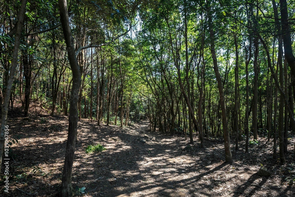 Sunlit Forest Pathway with Dense Tree Canopy
