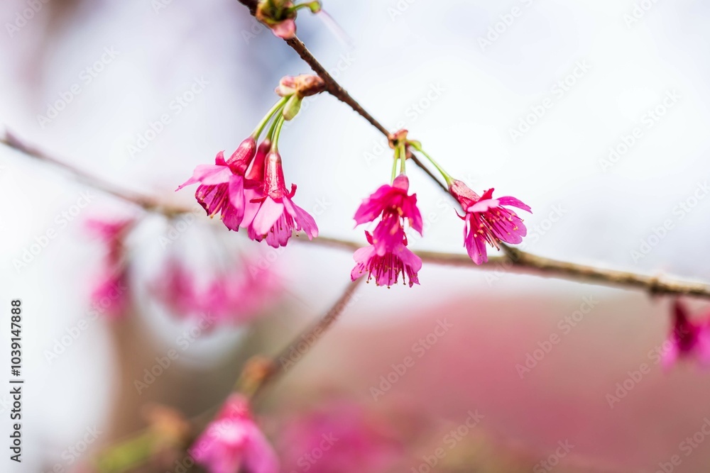 A Delicate Dance of Pink: Taiwan Cherry Blossoms in Full Bloom A Delicate Dance of Pink: Taiwan Cherry Blossoms in Full Bloom
