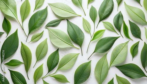 白背景に新緑の葉っぱを繰り返す背景 Background of repeating fresh green leaves on a white background