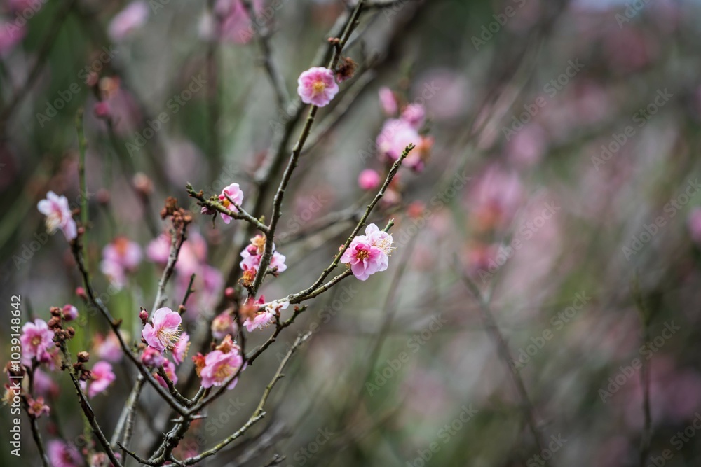 Graceful Plum Blossom in Spring's Embrace Graceful Plum Blossom in Spring's Embrace