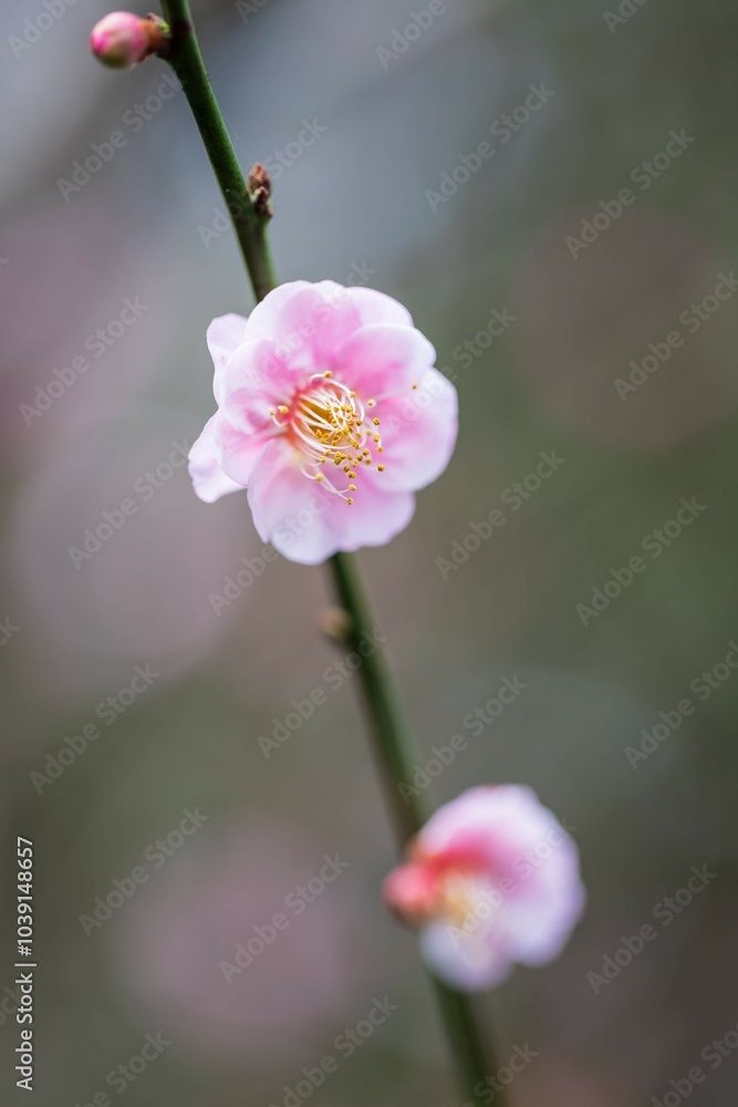 Obraz premium Graceful Plum Blossom in Spring's Embrace