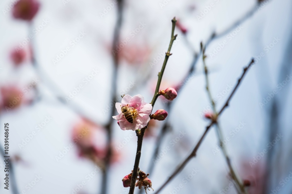 Graceful Plum Blossom in Spring's Embrace Graceful Plum Blossom in Spring's Embrace