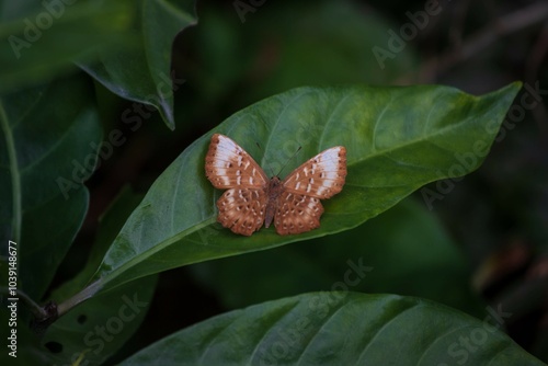 A Zemeros Butterfly Resting on a Leaf photo