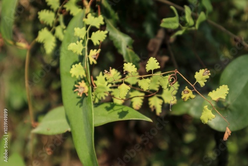 Delicate Fern Fronds Reaching for the Sunlight: A Tapestry of Green