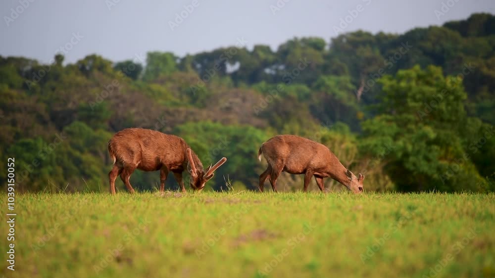 Spotted brown deer wild animal grazing grass in green national forest park on morning sunrise. Japanese deer eat green grass meadow wildlife zoo. Wilderness animal outdoors in fawn natural meadow Spotted brown deer wild animal grazing grass in green national forest park on morning sunrise. Japanese deer eat green grass meadow wildlife zoo. Wilderness animal outdoors in fawn natural meadow