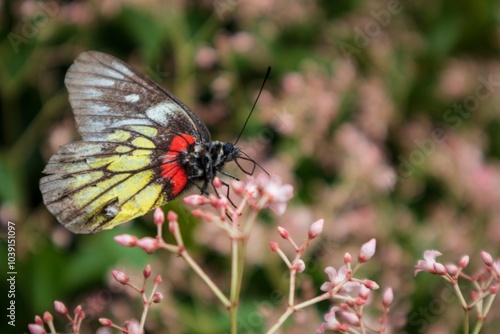 Delias Pasithoe Butterfly on Pink Flowers photo