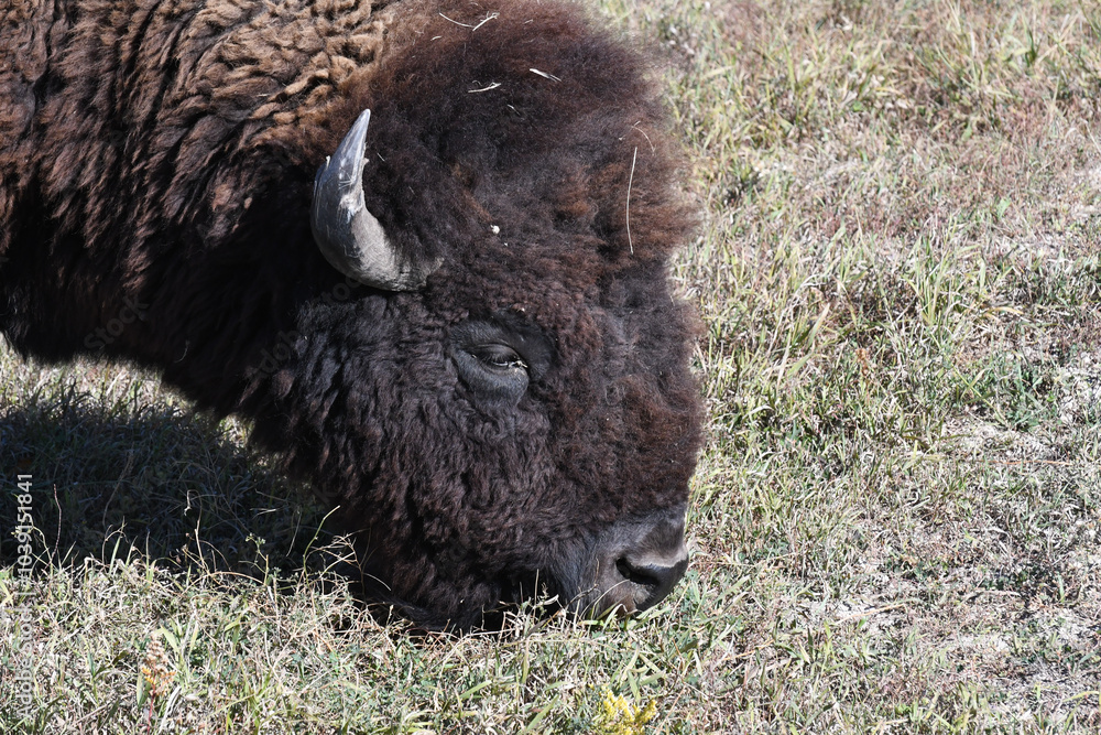 buffalo in the field