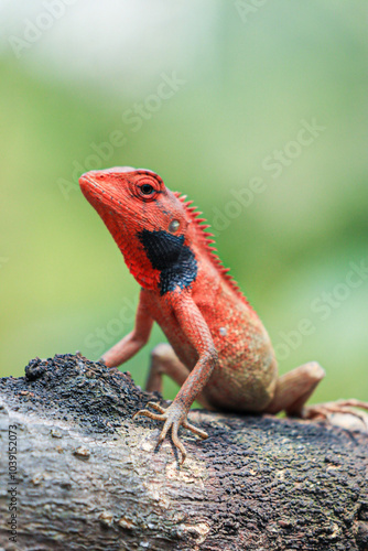 Red Oriental Garden Lizard Perched on a Tree Branch photo