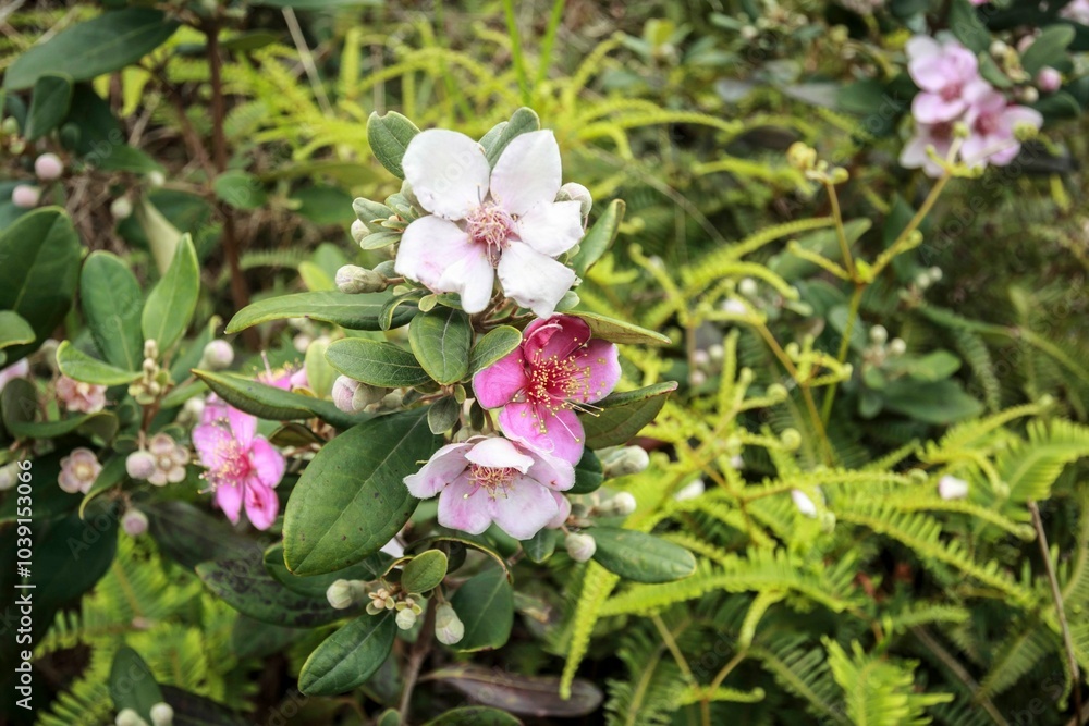 Beautiful Pink and White Flowers Amidst Greenery Beautiful Pink and White Flowers Amidst Greenery