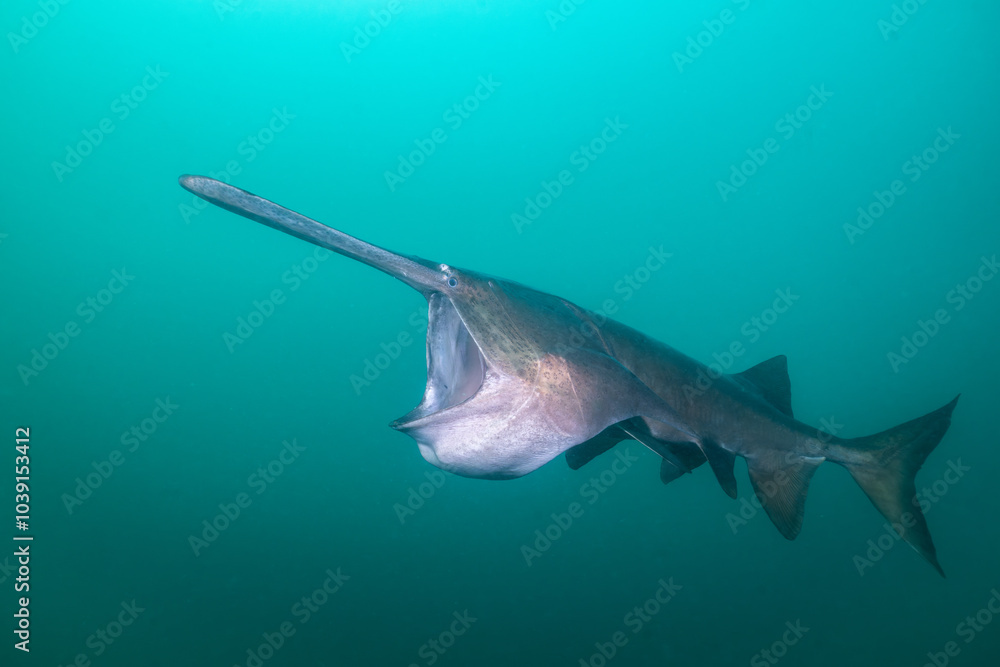 Obraz premium American paddlefish feeding on plankton in lake