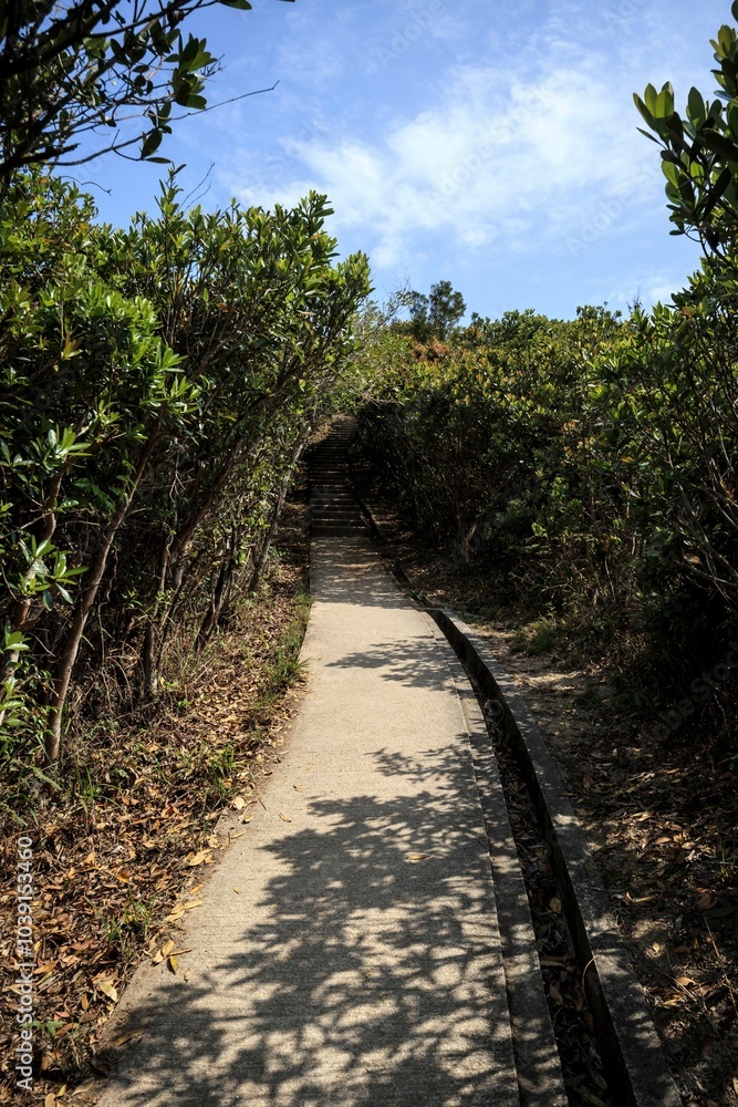 A Serene Pathway Through Dense Greenery on a Sunny Day A Serene Pathway Through Dense Greenery on a Sunny Day