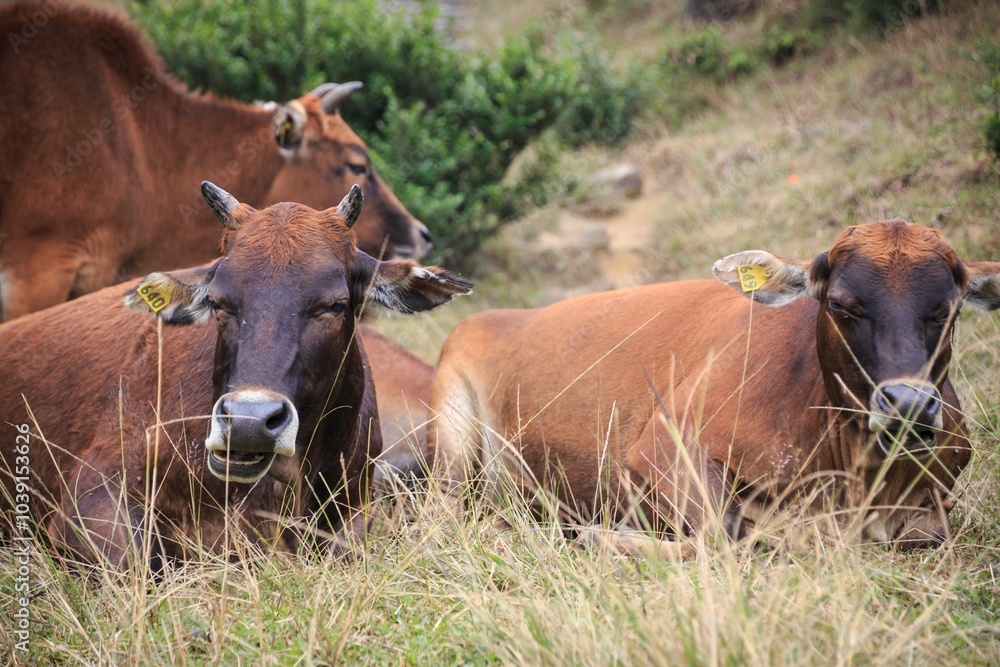 Group of Brown Cows Relaxing in a Grassy Field Group of Brown Cows Relaxing in a Grassy Field
