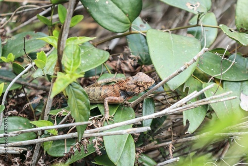 Camouflaged Lizard Blending into Leafy Underbrush