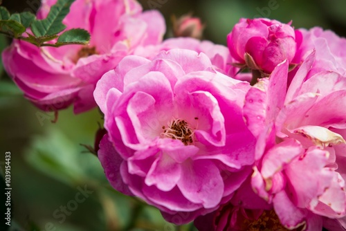 Delicate Pink Roses in Full Bloom