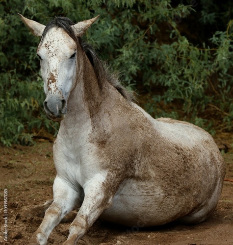 Wild Horse Rising from Wet Sand