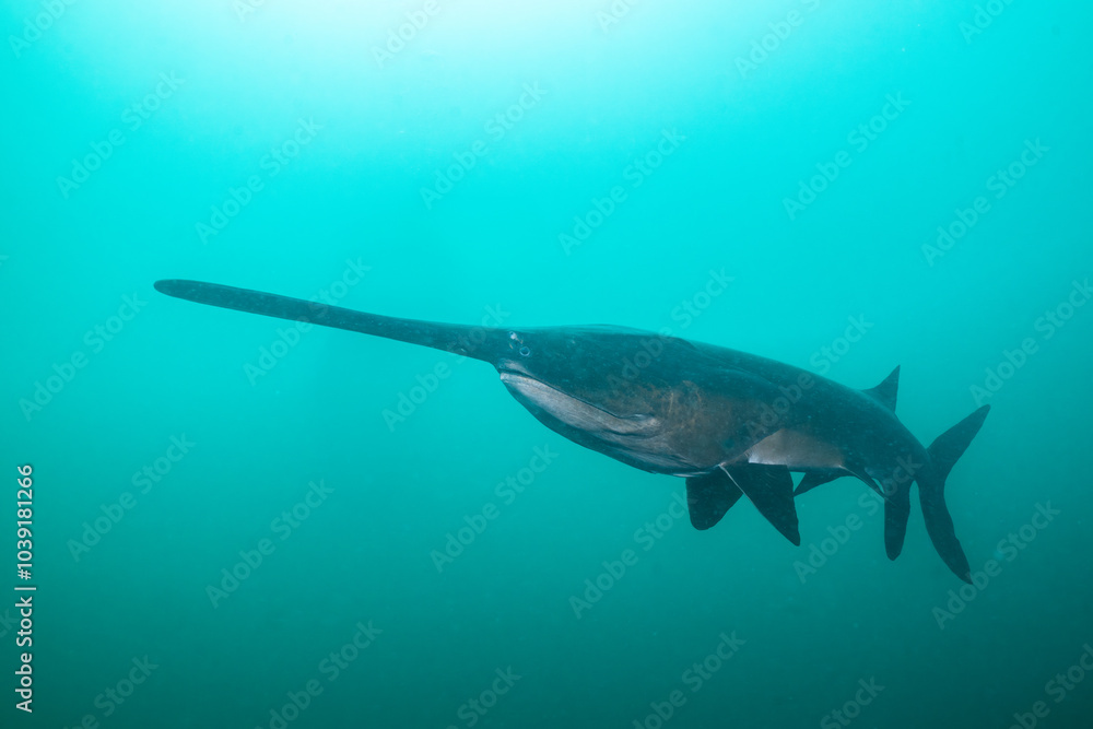 Obraz premium American paddlefish swimming in blue lake with mouth closed