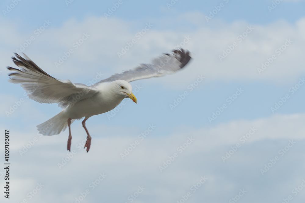 Fototapeta premium Seagull in Wales