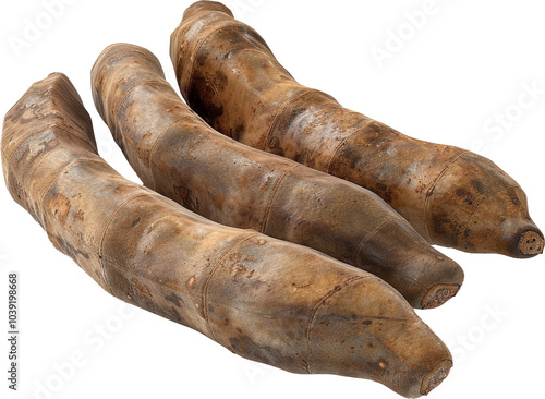 Three brown yuca roots photo