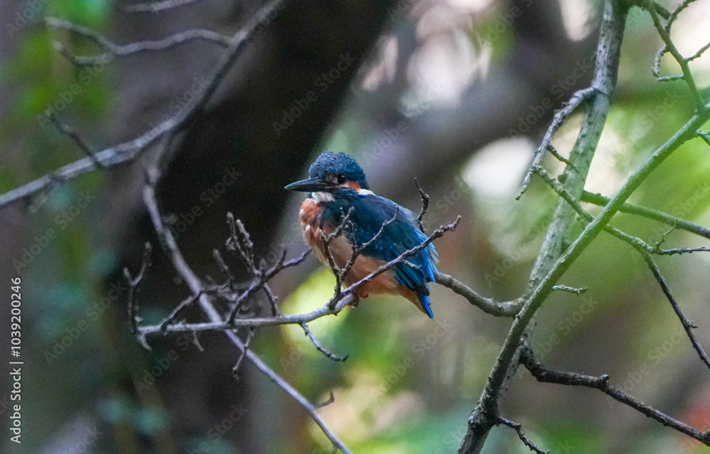 Common Kingfisher waiting for the hunt Common Kingfisher waiting for the hunt