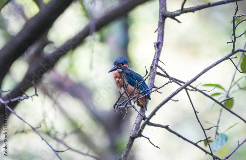 Common Kingfisher waiting for the hunt photo